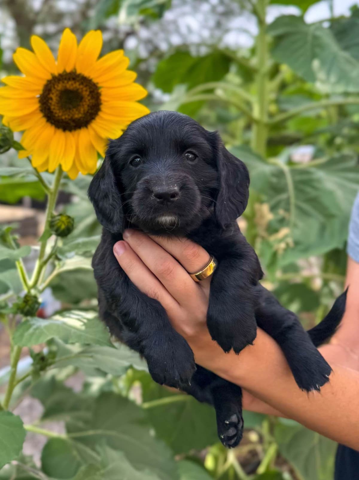 Solid Black Dachshund Puppies breeder image 1
