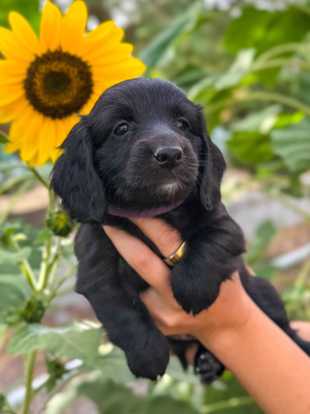 Solid Black Dachshund Puppies breeder image 2