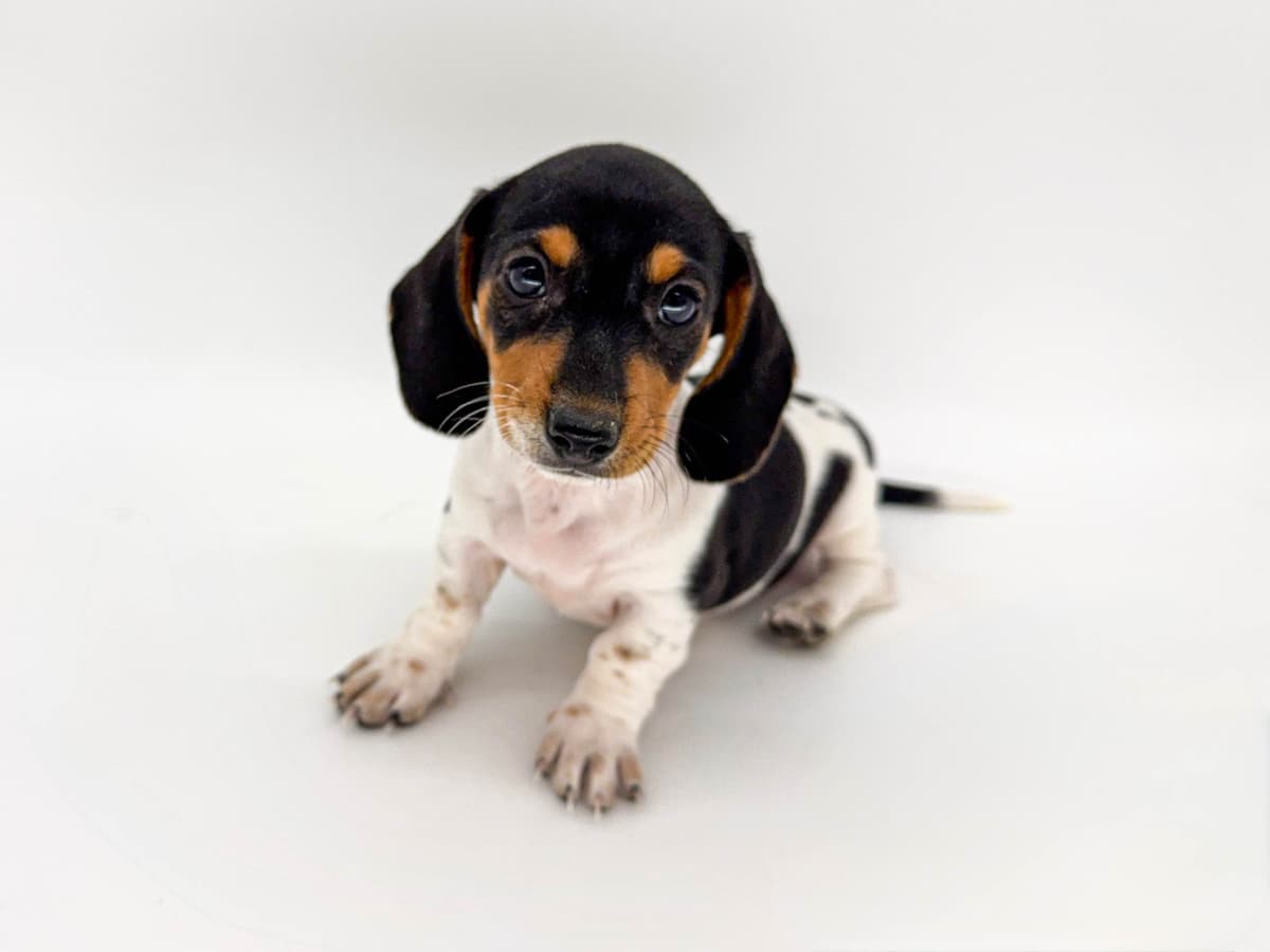 Solid Black Dachshund Puppies breeder image 3