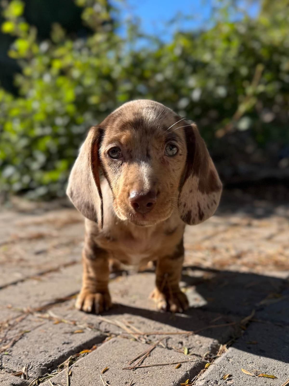 Solid Black Dachshund Puppies breeder image 5