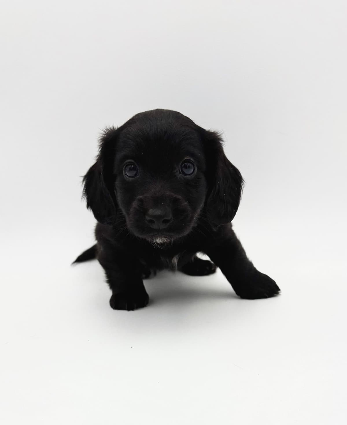 Solid Black Dachshund Puppies breeder image 4