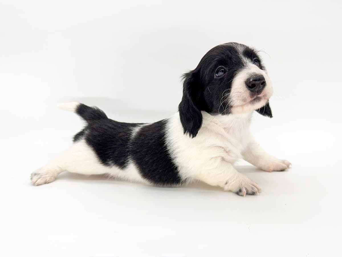 Solid Black Dachshund Puppies breeder image 6