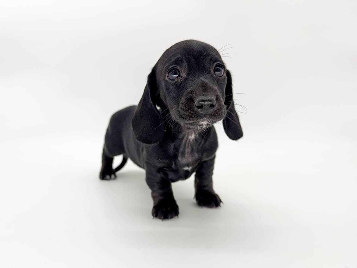 Solid Black Dachshund Puppies breeder image 8