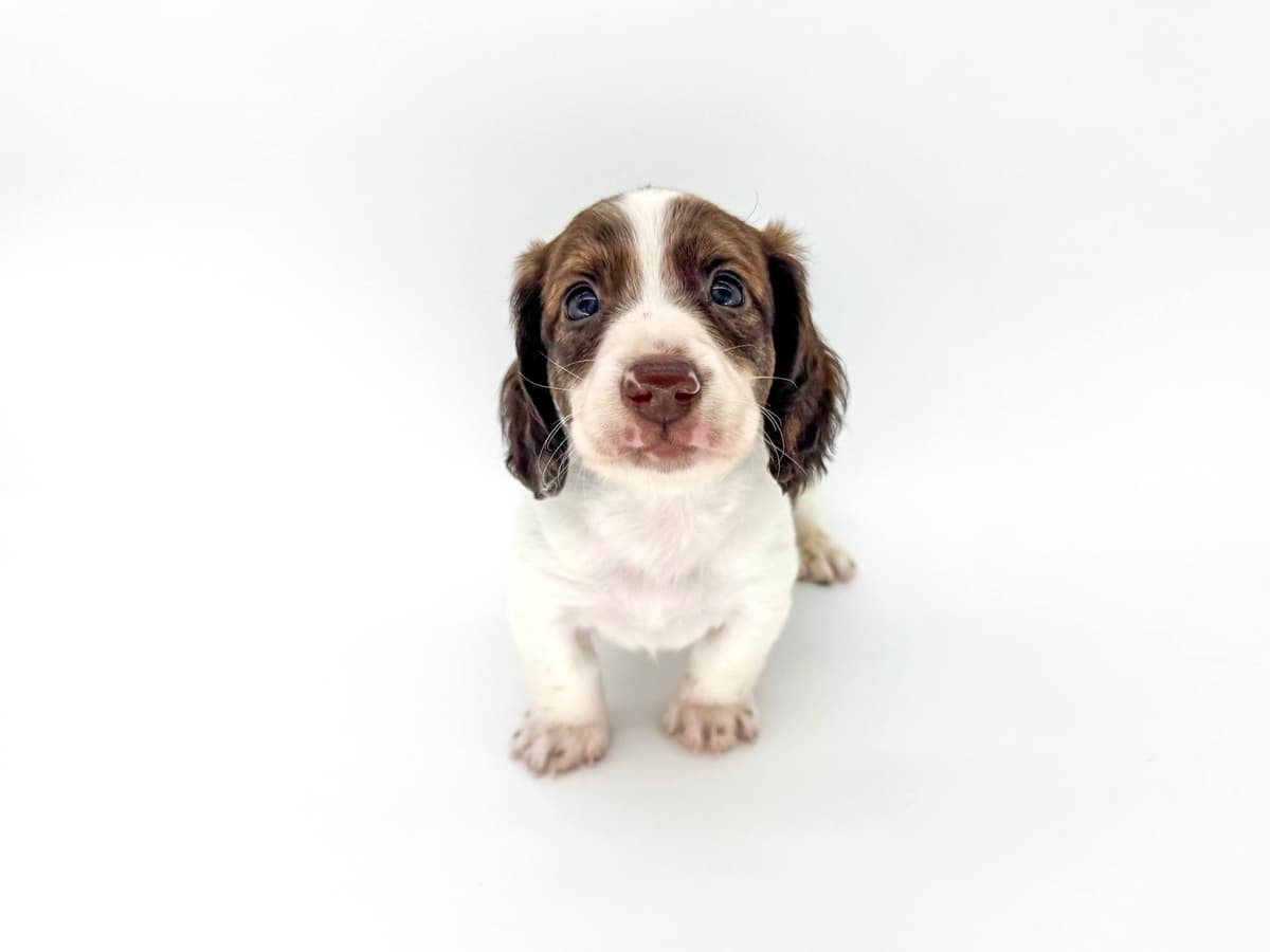 Solid Black Dachshund Puppies breeder image 9