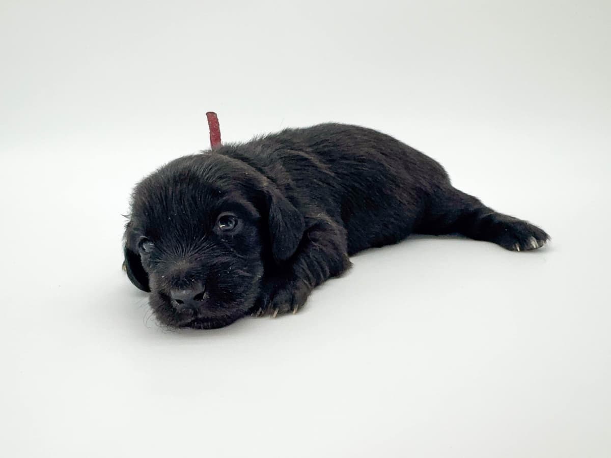 Solid Black Dachshund Puppies breeder image 11