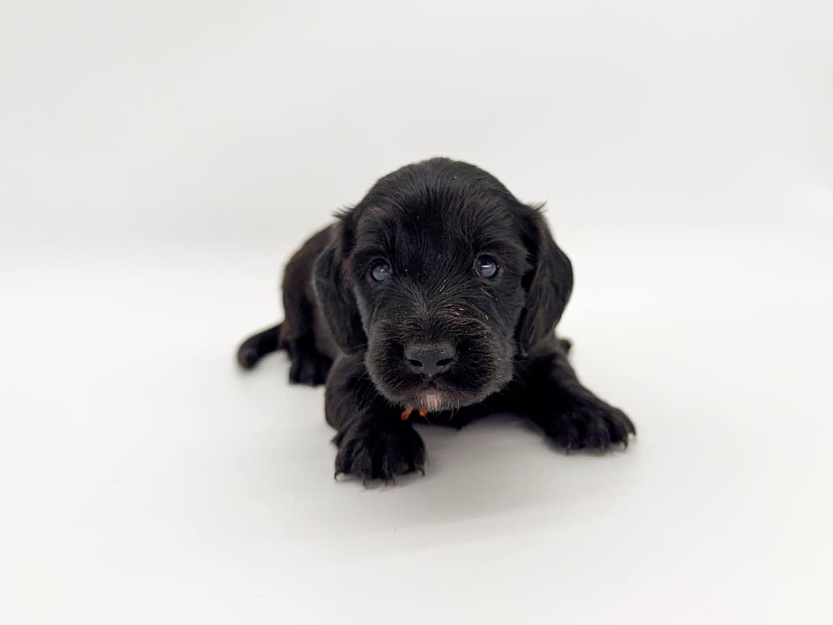 Solid Black Dachshund Puppies breeder image 12