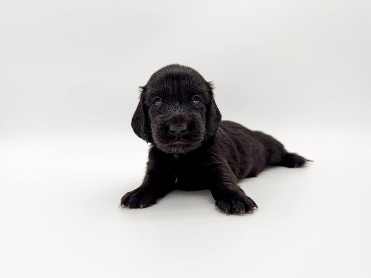 Solid Black Dachshund Puppies breeder image 13