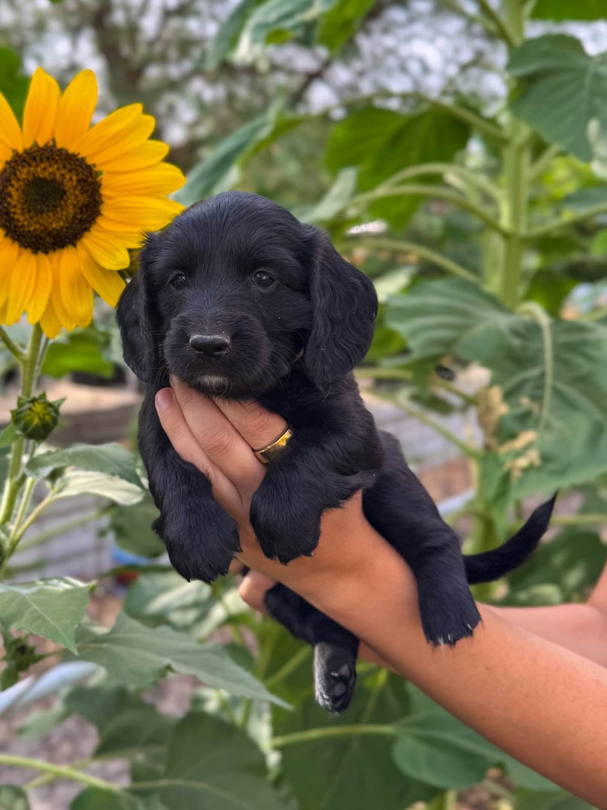 Solid Black Dachshund Puppies breeder image 14