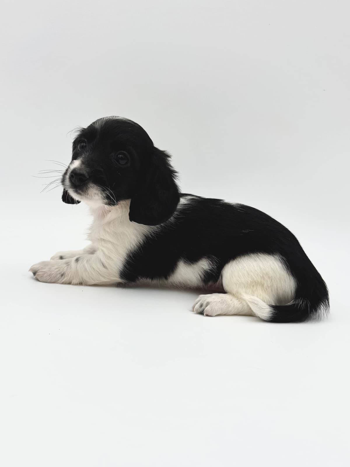 Solid Black Dachshund Puppies breeder image 16
