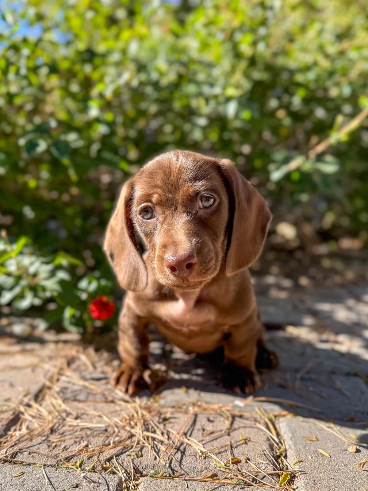 Solid Black Dachshund Puppies breeder image 18