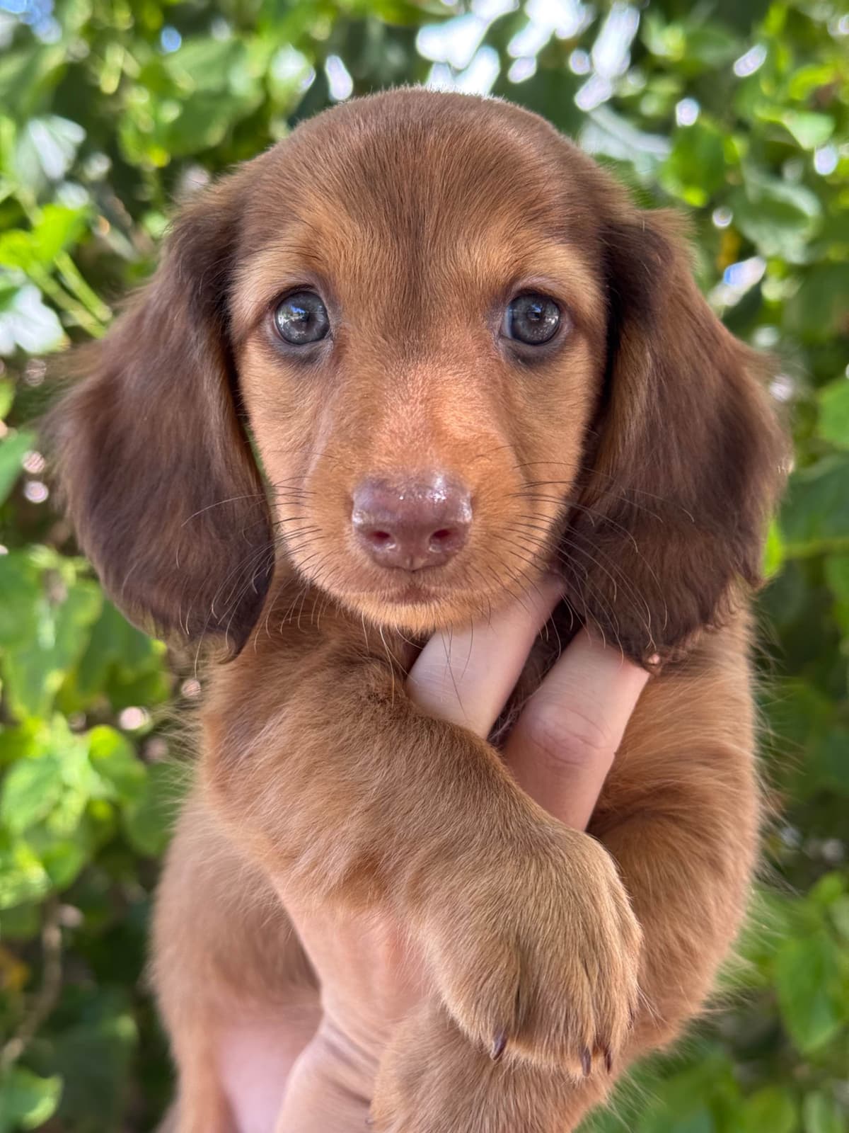 Solid Black Dachshund Puppies breeder image 19