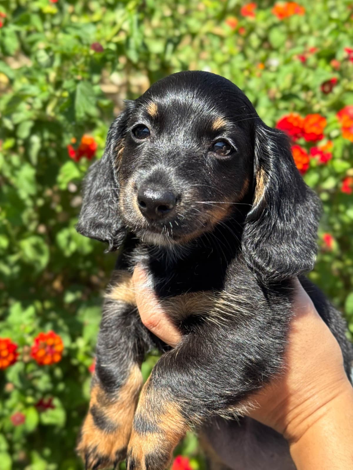 Solid Black Dachshund Puppies breeder image 21