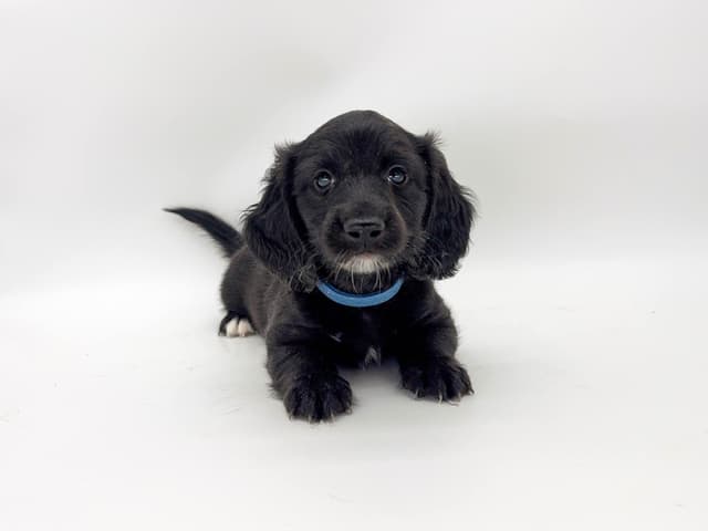 Solid Black Dachshund Puppies media 4