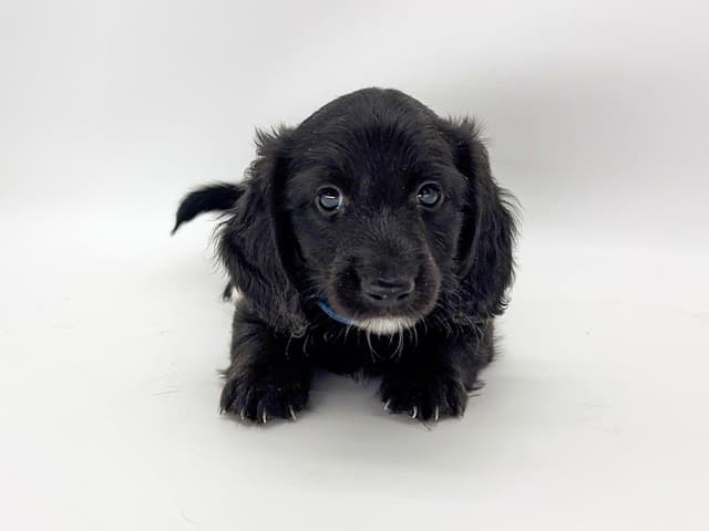Solid Black Dachshund Puppies media 5