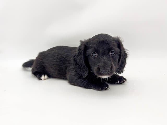 Solid Black Dachshund Puppies media 6