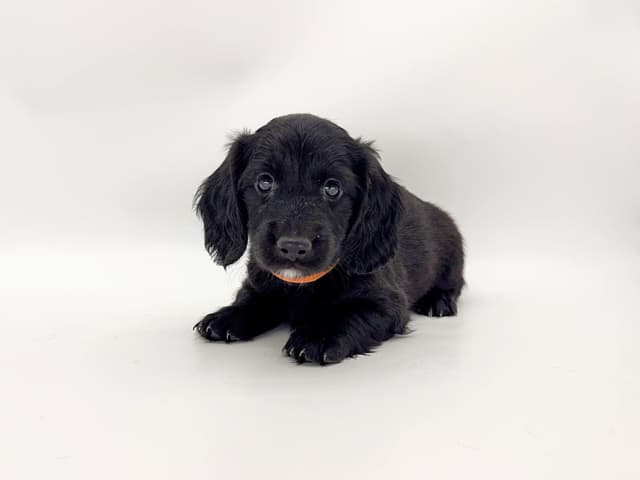 Solid Black Dachshund Puppies media 2