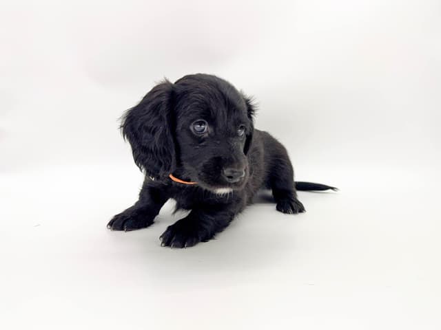 Solid Black Dachshund Puppies media 3