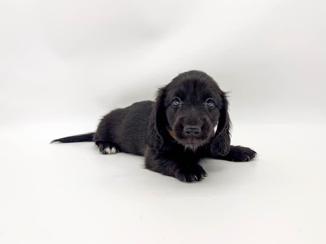 Solid Black Dachshund Puppies media 8