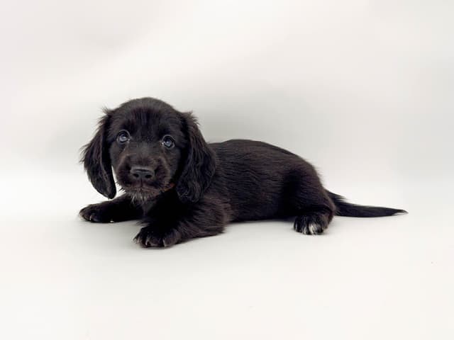 Solid Black Dachshund Puppies media 7