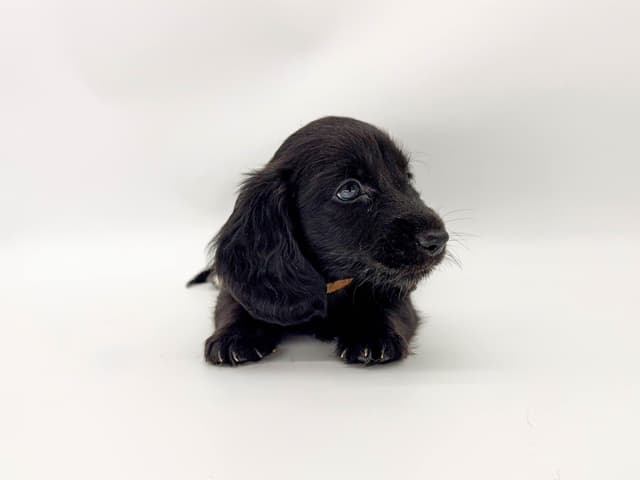 Solid Black Dachshund Puppies media 9