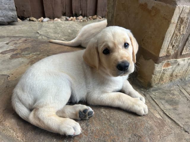 Labrador Retriever Puppies media 2