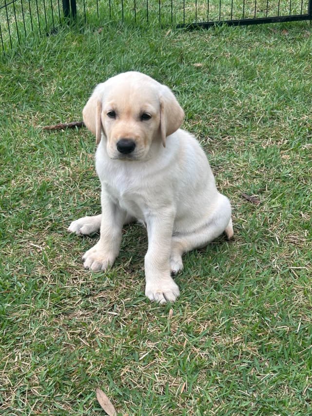 Labrador Retriever Puppies media 3