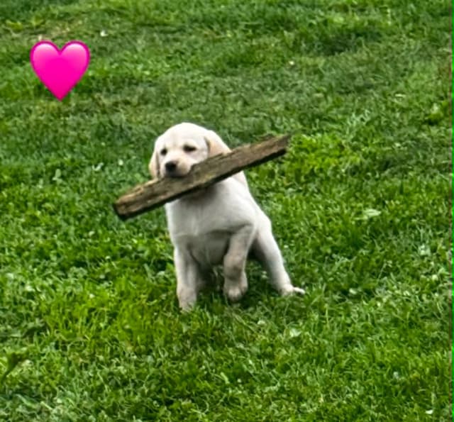 Lab Puppies Pointing Genetics media 14