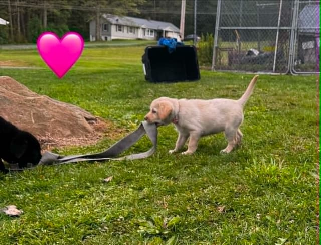 Lab Puppies Pointing Genetics media 15