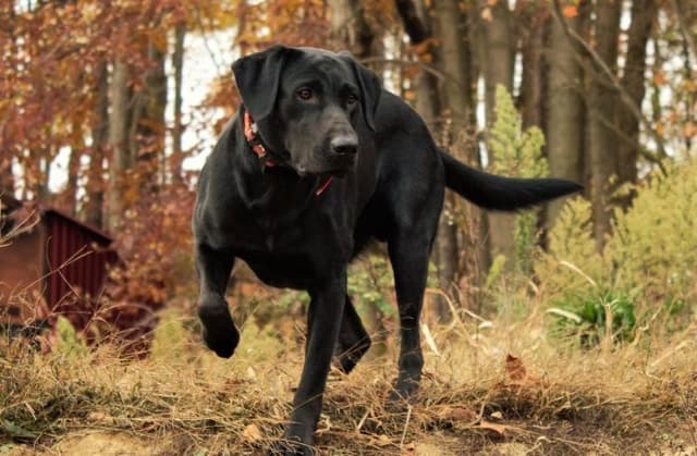 Yellow and Black Lab Puppies Pointing Genetics Ready Aug 7th media 2
