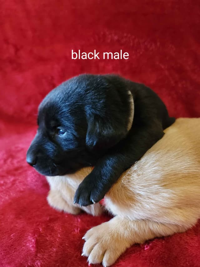 Yellow and Black Lab Puppies Pointing Genetics Ready Aug 7th media 12