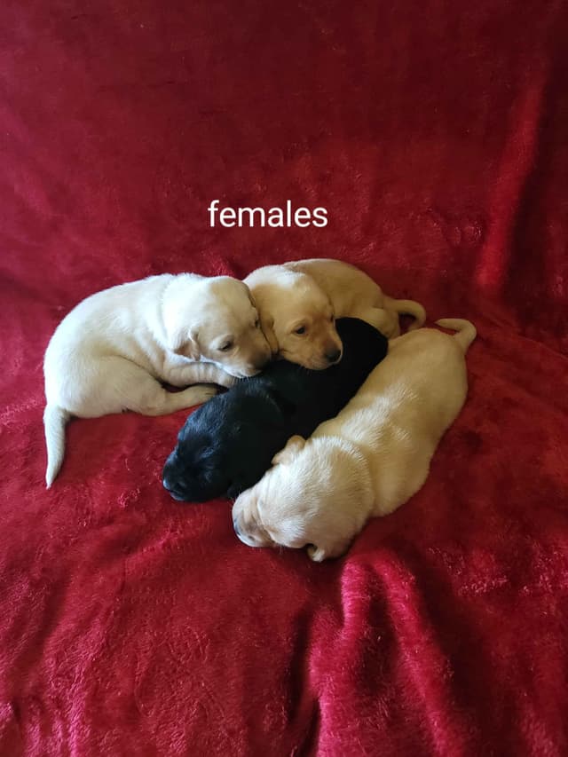 Yellow and Black Lab Puppies Pointing Genetics Ready Aug 7th media 4