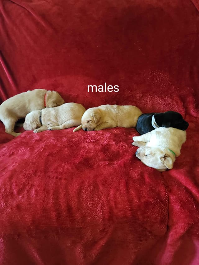 Yellow and Black Lab Puppies Pointing Genetics Ready Aug 7th media 9