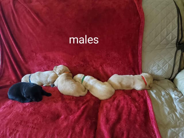 Yellow and Black Lab Puppies Pointing Genetics Ready Aug 7th media 10