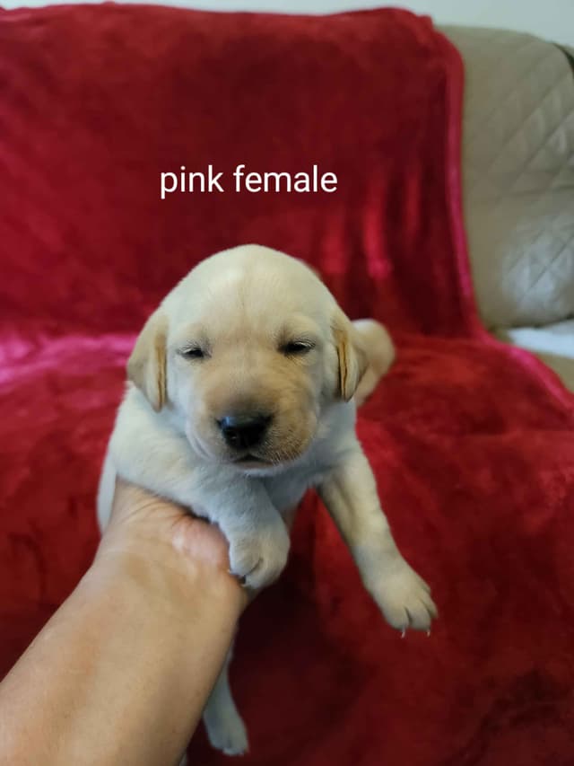 Yellow and Black Lab Puppies Pointing Genetics Ready Aug 7th media 5
