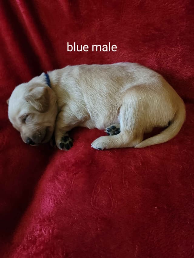 Yellow and Black Lab Puppies Pointing Genetics Ready Aug 7th media 13