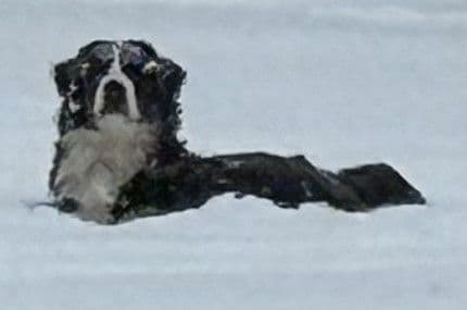 Genetic Tested Bernese Mountain Dog Puppies breeder image 1