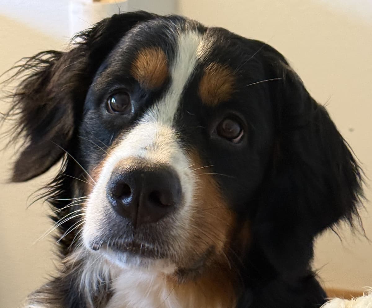 Genetic Tested Bernese Mountain Dog Puppies breeder image 2