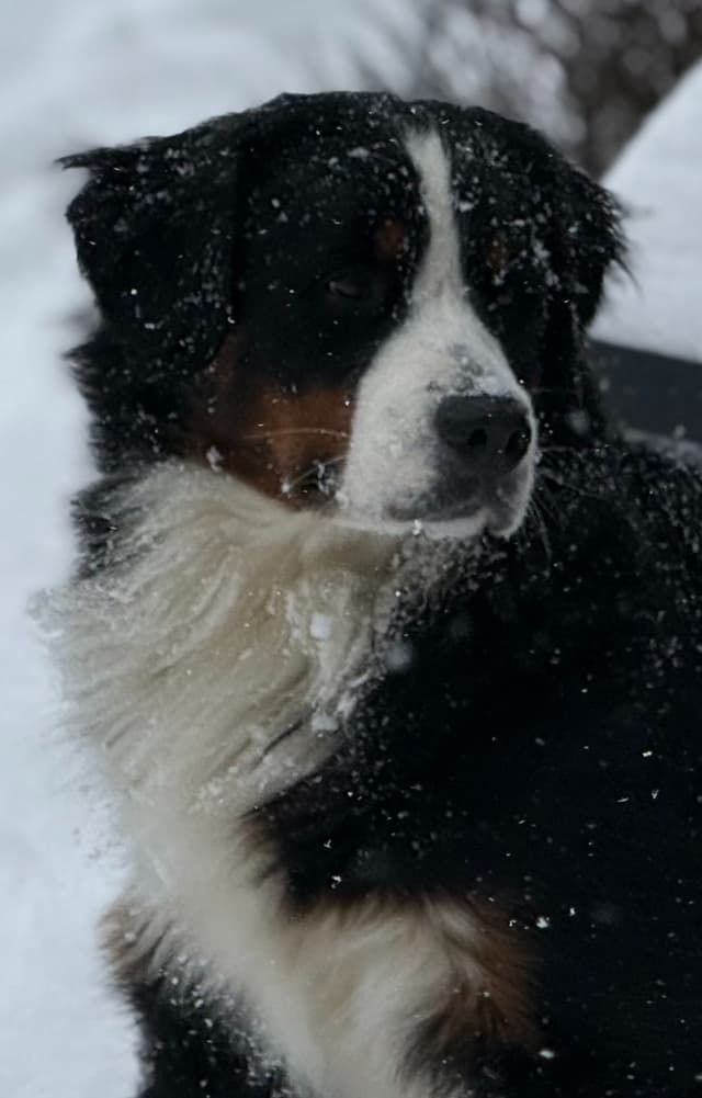 Genetic Tested Bernese Mountain Dog Puppies media 23