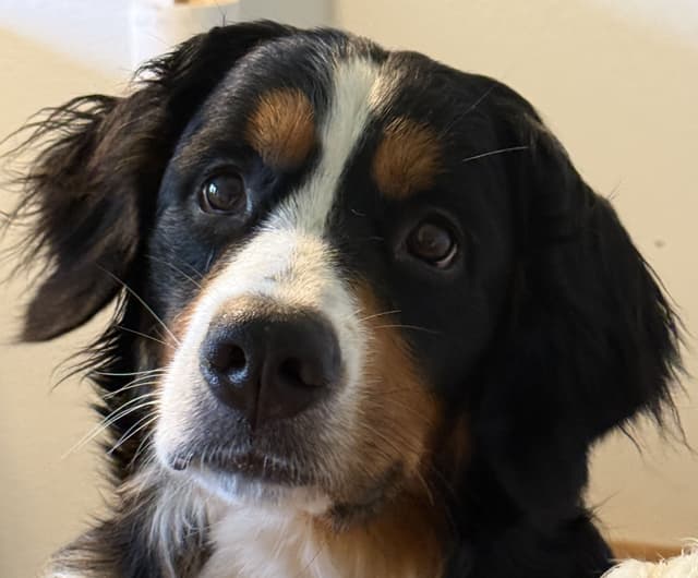 Genetic Tested Bernese Mountain Dog Puppies media 19