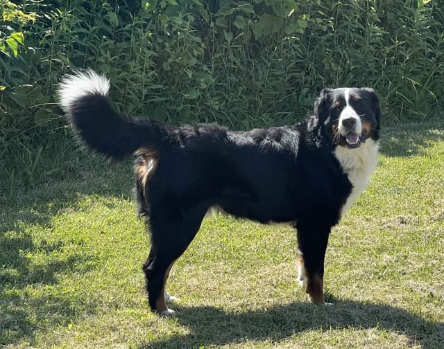Genetic Tested Bernese Mountain Dog Puppies media 18