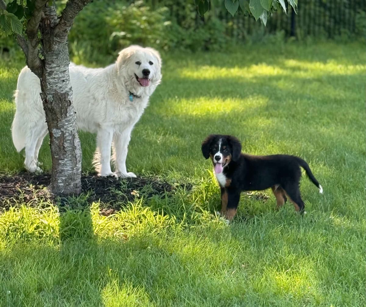 Genetic Tested Bernese Mountain Dog Puppies breeder image 5