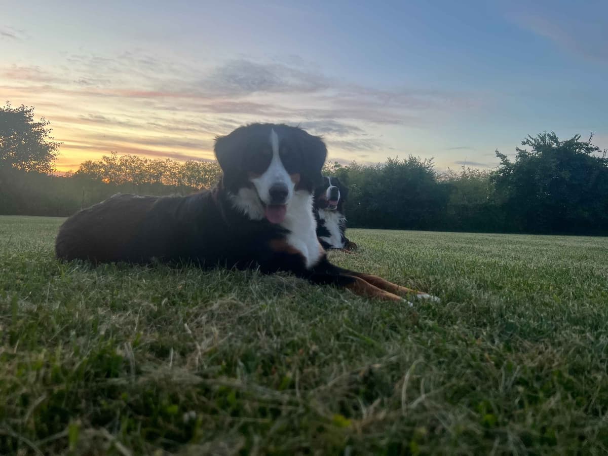Genetic Tested Bernese Mountain Dog Puppies breeder image 9