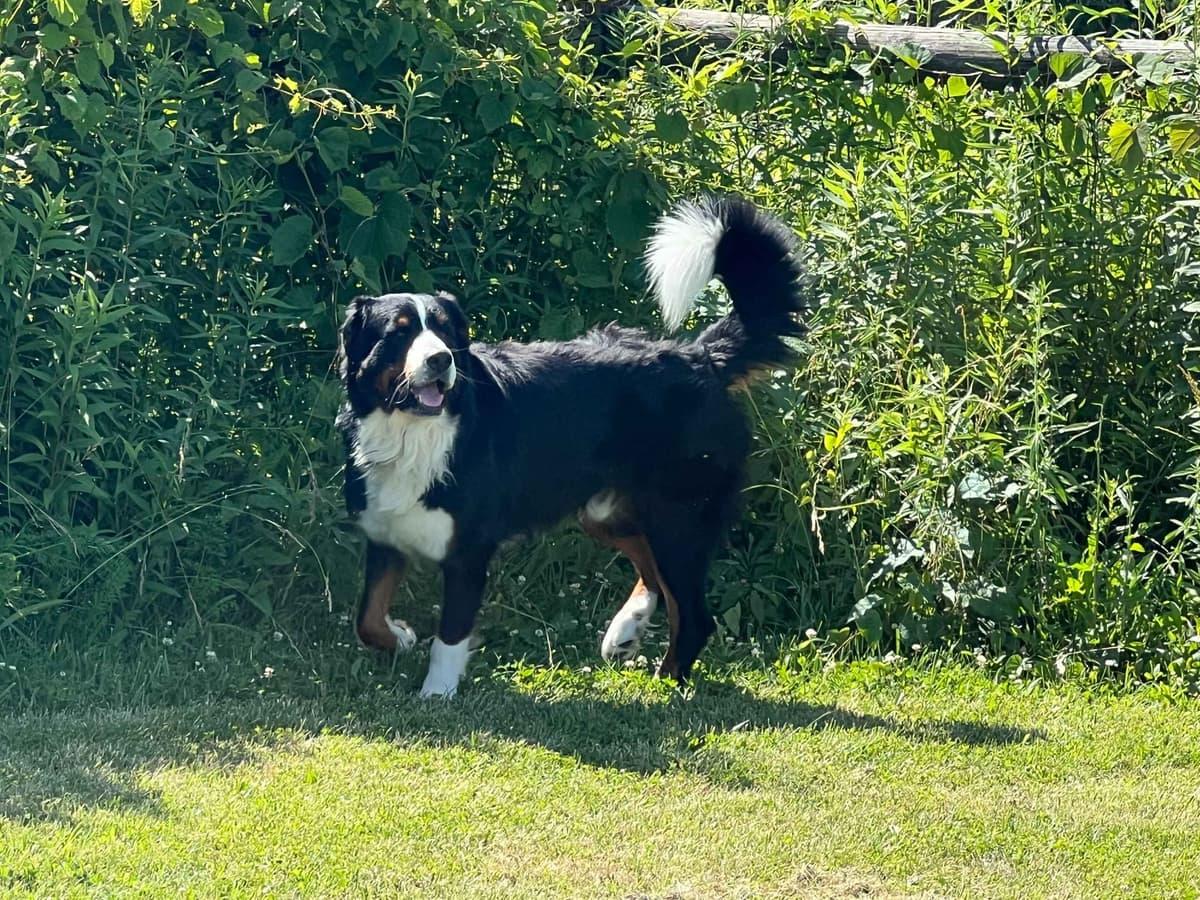 Genetic Tested Bernese Mountain Dog Puppies breeder image 11