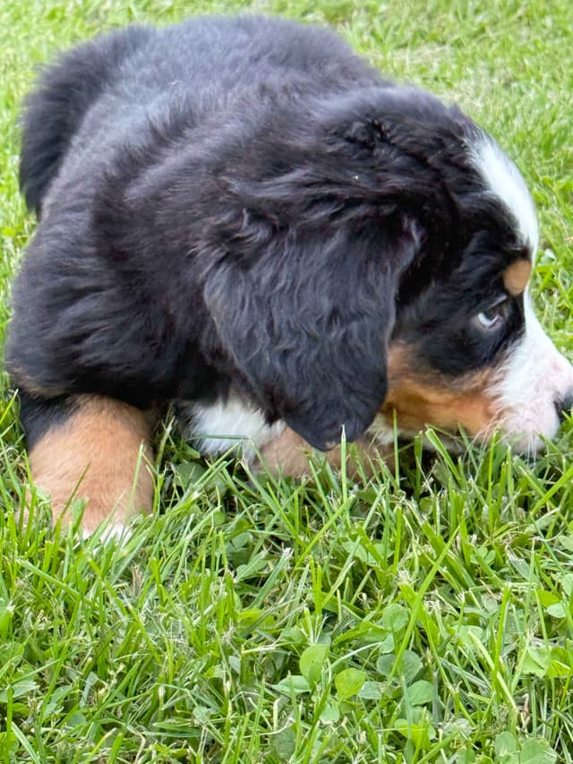 Genetic Tested Bernese Mountain Dog Puppies media 5