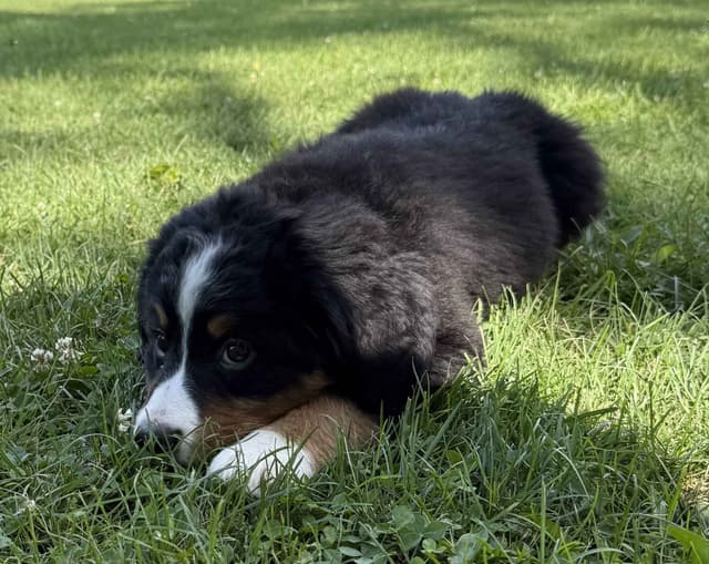 Genetic Tested Bernese Mountain Dog Puppies media 13