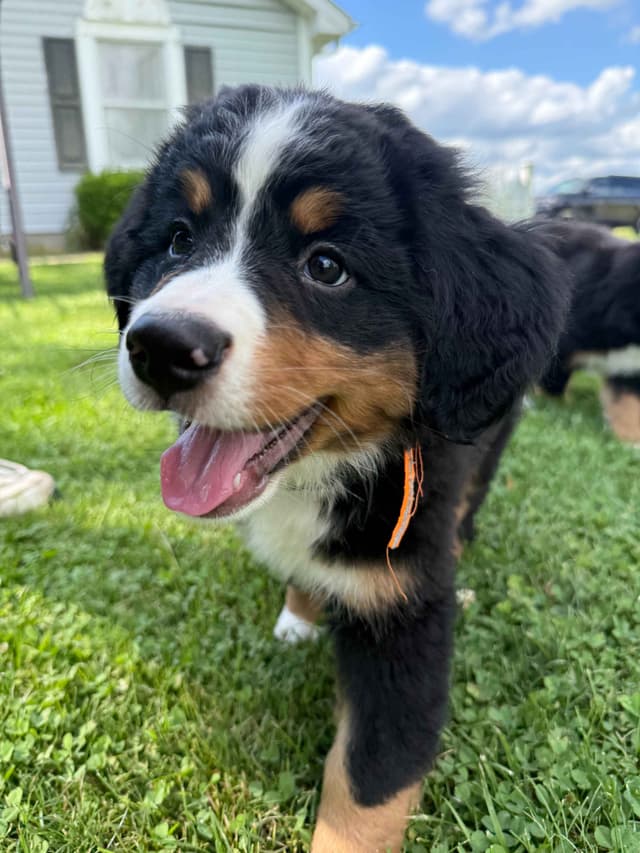Genetic Tested Bernese Mountain Dog Puppies media 14
