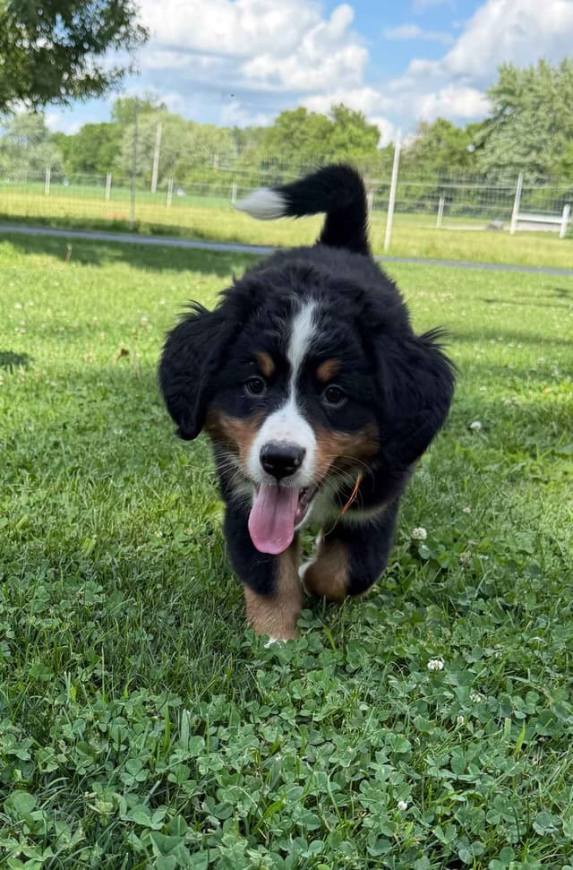 Genetic Tested Bernese Mountain Dog Puppies media 15