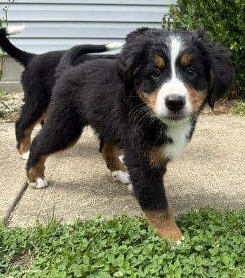 Genetic Tested Bernese Mountain Dog Puppies media 3
