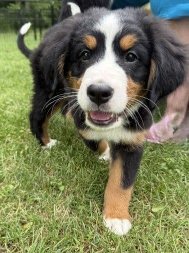 Genetic Tested Bernese Mountain Dog Puppies media 6