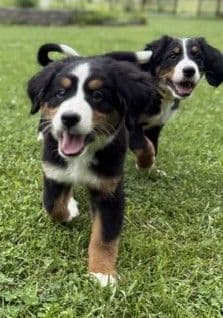Genetic Tested Bernese Mountain Dog Puppies media 9